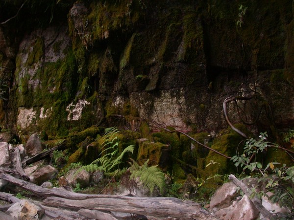 Moss Garden